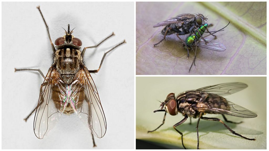 Описание и снимка на есенна муха