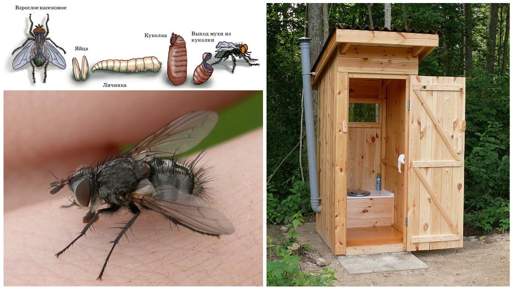 Πώς να απαλλαγείτε από μύγες στην τουαλέτα στο δρόμο