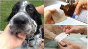 Лечение на ухапване от кучешка оса