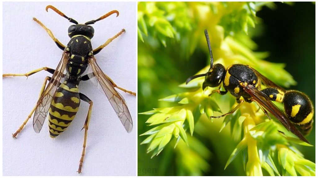 Hvordan hveps ser ud, fotos og beskrivelser af forskellige typer hveps