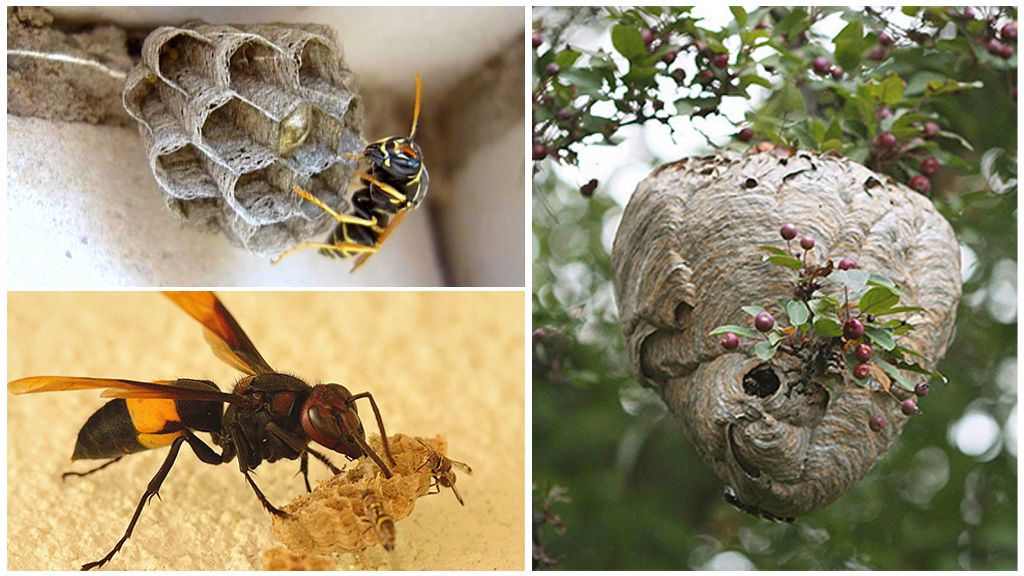 Wie man Wespen in einem Bienenhaus loswird