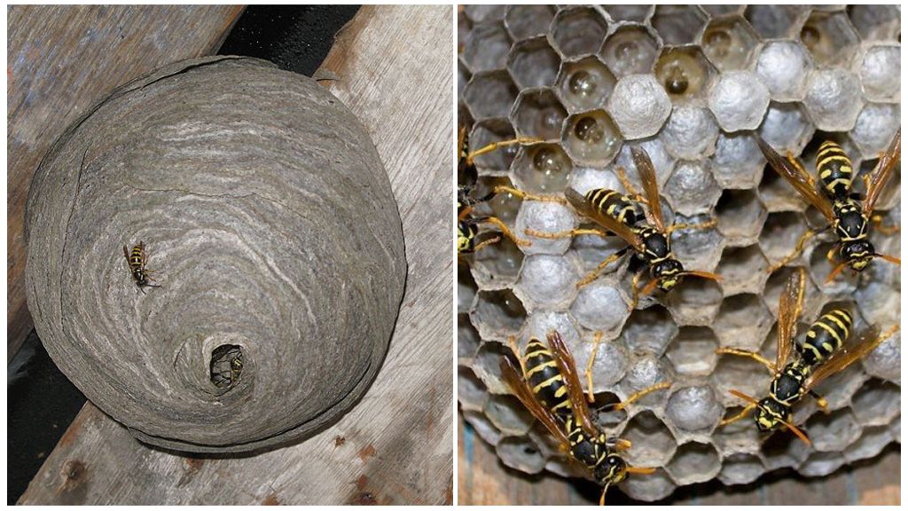 Cum și din ce viespe fac cuiburi