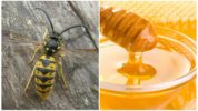 Mga wasps at honey