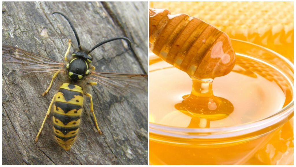 Getingar gör honung eller inte