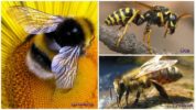 Abelha, abelha e vespa