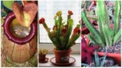צמחים טורפים: נפטנטס, סרסנסיה וסטפליה
