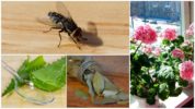 Φυτά για την απωθητική μύγες σε ένα διαμέρισμα