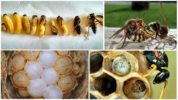 Criação de vespas