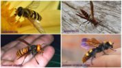 Variedades de vespas