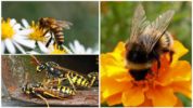 Albină, bumbac și viespe