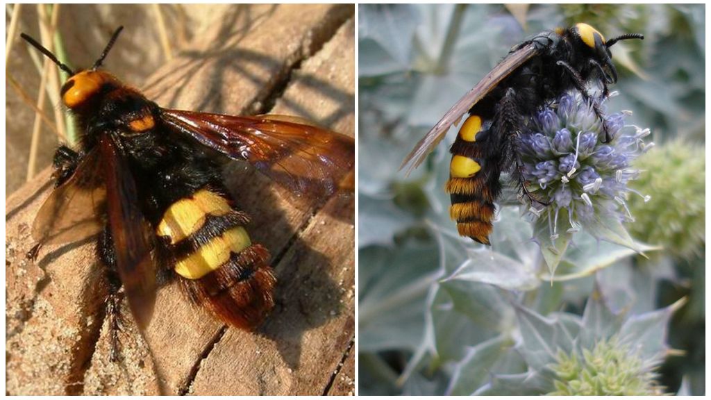 Paglalarawan at larawan ng mga higanteng wasps