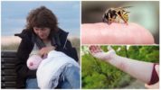 El perill de vespa durant la lactància