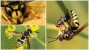 Alat visual wasp
