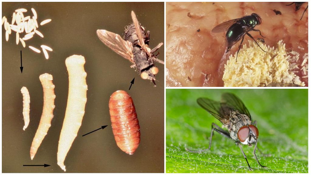 Bir sinek yumurta veya larvaları yerseniz ne olur?