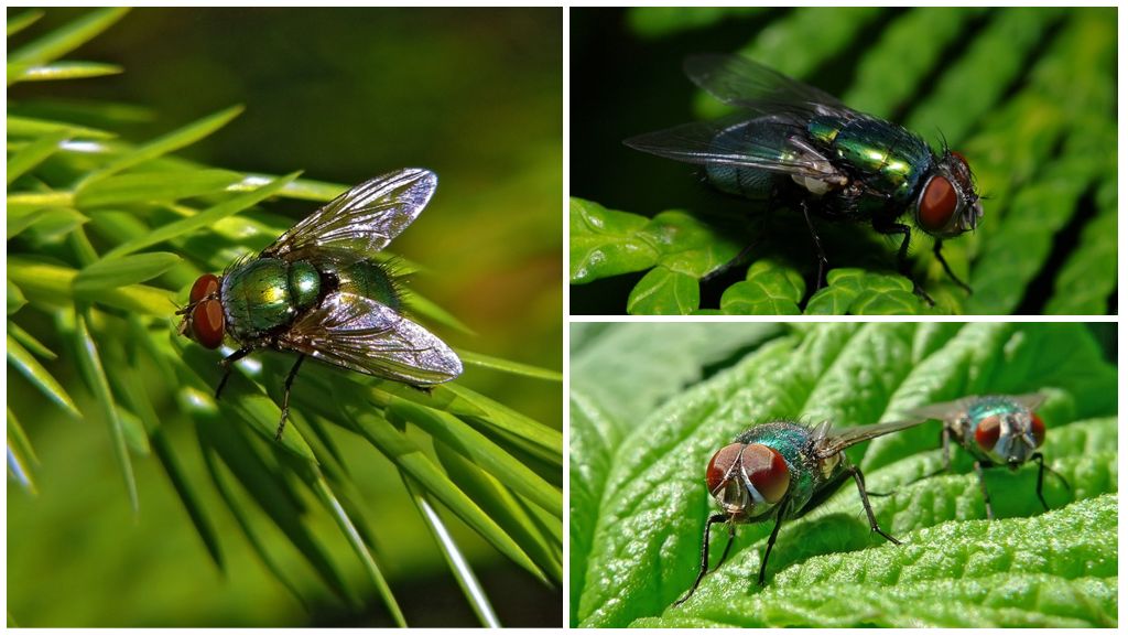 Yeşil leş sineğinin tanımı ve fotoğrafı