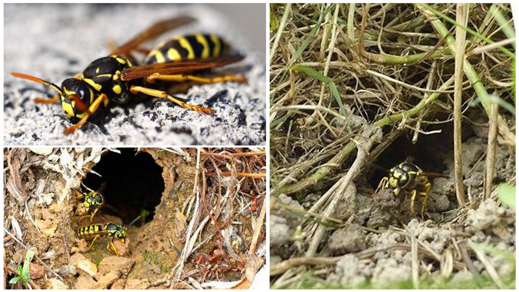 Come distruggere vespe di terra e nidi di calabroni nel terreno