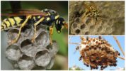 Queen ng wasps ng mga pampublikong vespins