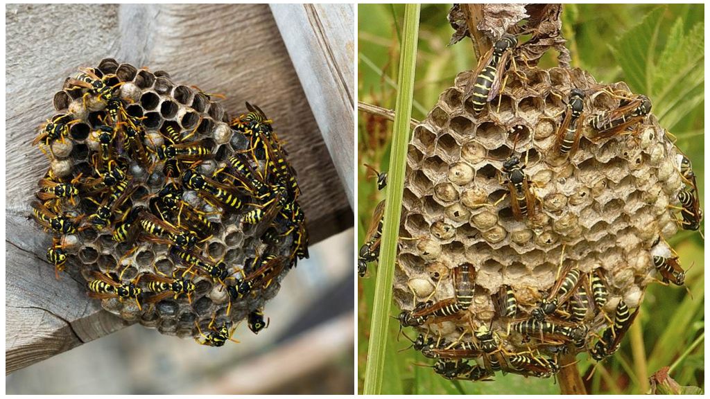 Ülkede eşek arılarıyla, erişilemeyen bir yerde bile nasıl baş edilir