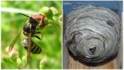 Ang mga wasps sa bansa