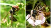 Nutrició de vespa forestal