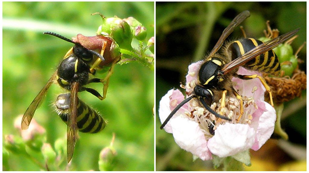 Descrição e foto de uma vespa da floresta