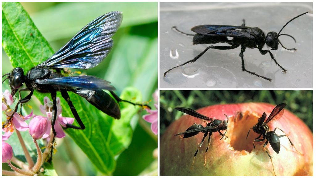 Beskrivelse og fotos af sorte hveps