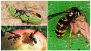 Nutriție unică pentru viespe