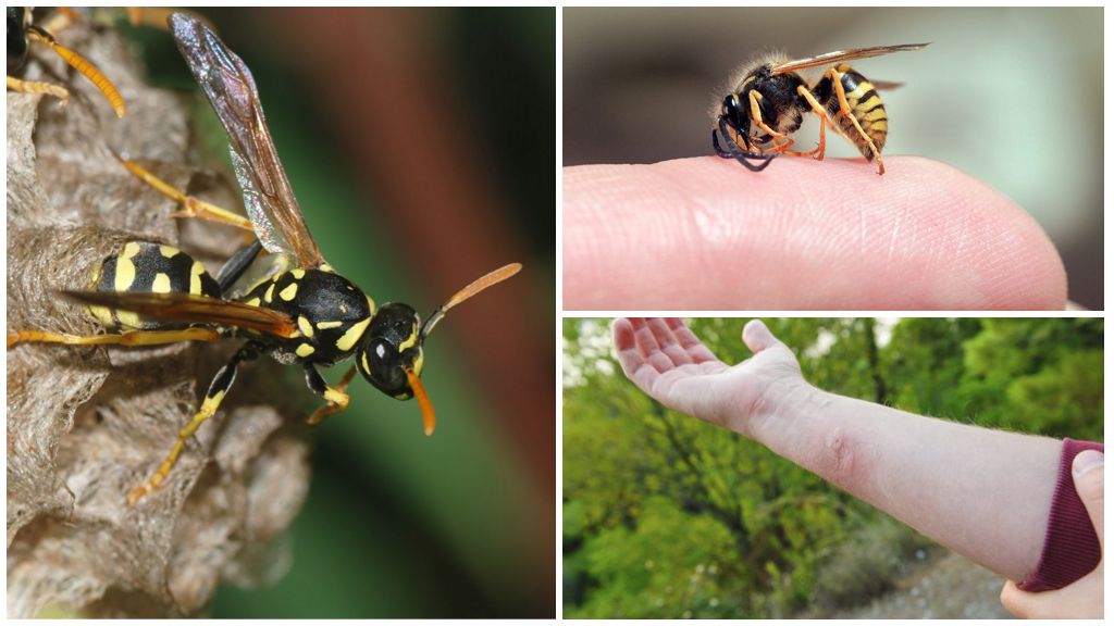 Picada de vespa, benefício ou dano do veneno de vespa