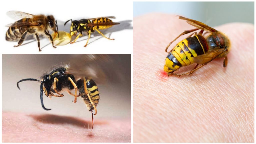 Cine moare după o mușcătură: viespe sau albină