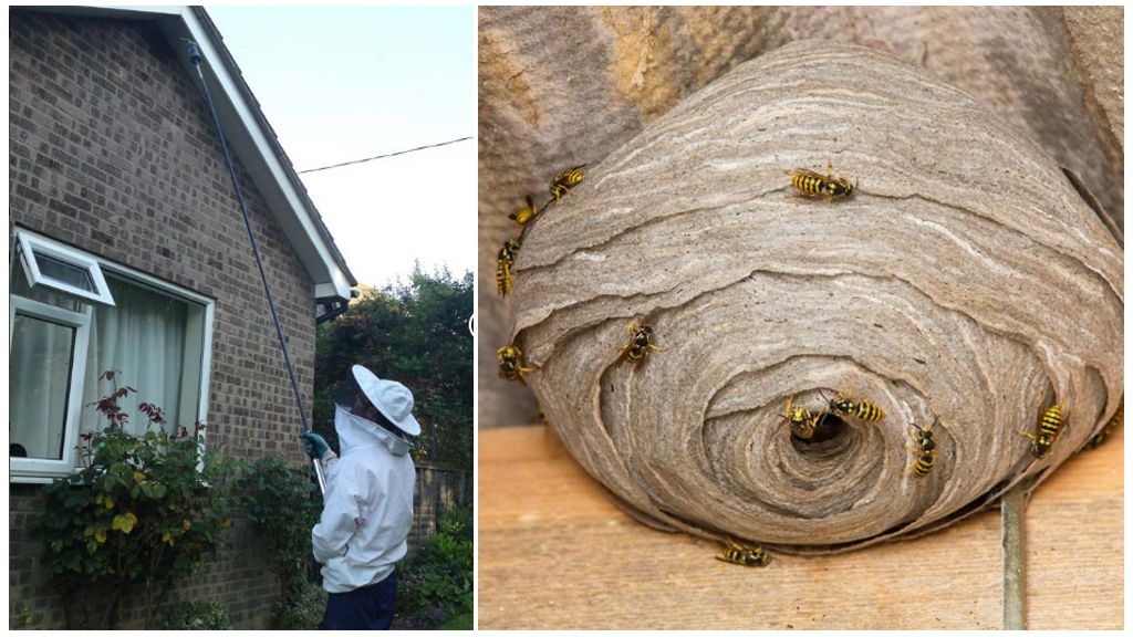 Disinfezione di vespe e nidi di vespe