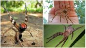 Brazilian Saging Spider