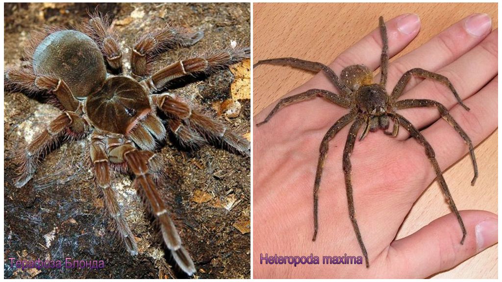 תיאור ותמונות של העכבישים הגדולים בעולם
