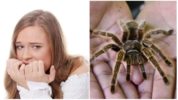 Strach przed pająkami