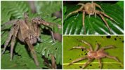 Brazylijski pająk wędrowny