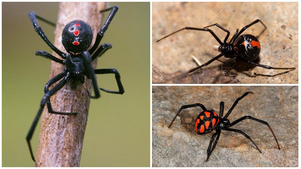Variedades de fotos de aranhas com nomes e descrições