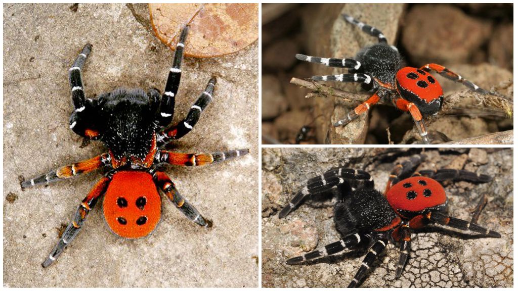 Penerangan dan gambar labah-labah di Crimea