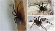 Черен домашен паяк