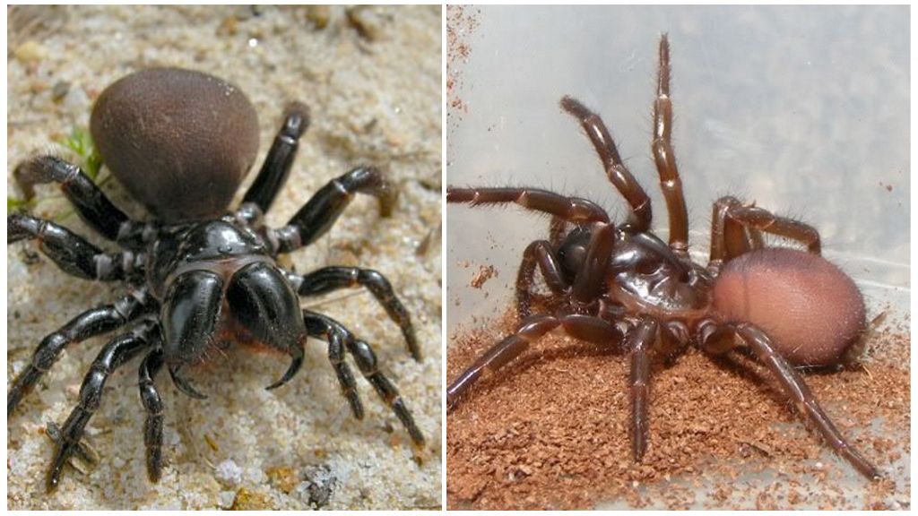 Descrição e fotos de aranhas australianas