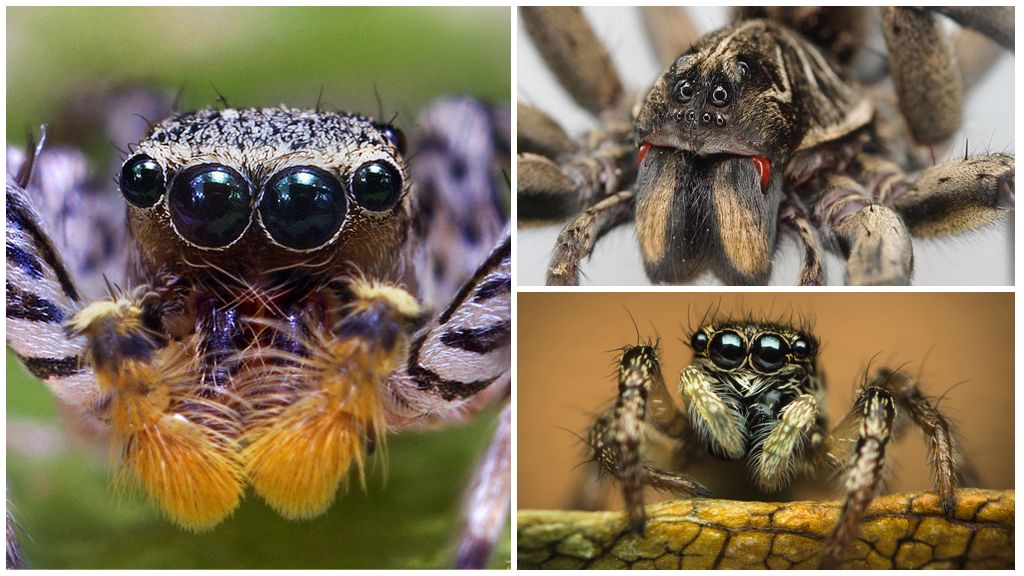 Πόσα μάτια έχει μια αράχνη