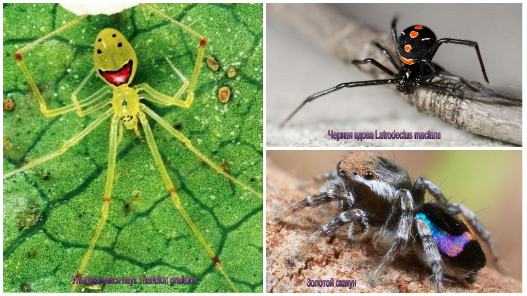 Cei mai frumoși păianjeni din lume