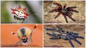 Maailman kauneimpia hämähäkkejä