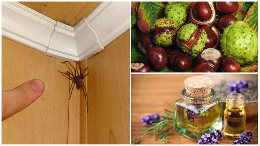 Bir apartman dairesinde veya özel evde örümcekler için yöntemler ve çözümler