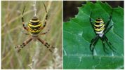 Wasp Spider veya Argiope Brunnich