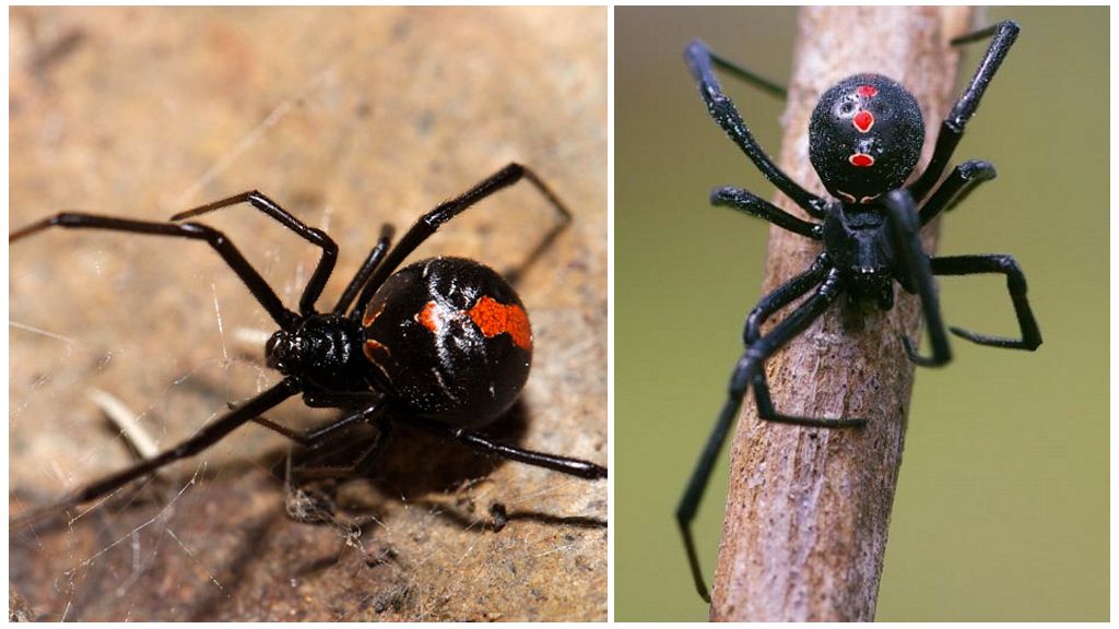Kuvaus ja valokuva mustasta lesken hämähäkistä