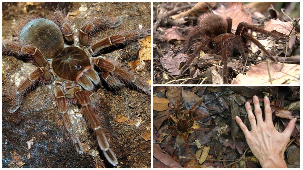 Descrizione e foto del ragno tarantola golia