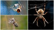 Spider menyimpan web