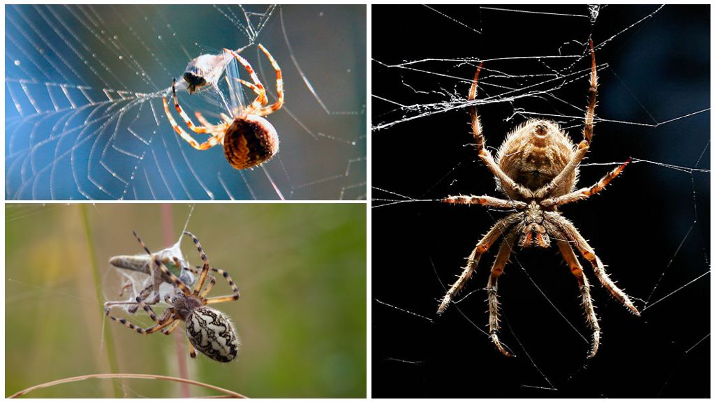 Cómo una araña teje una red