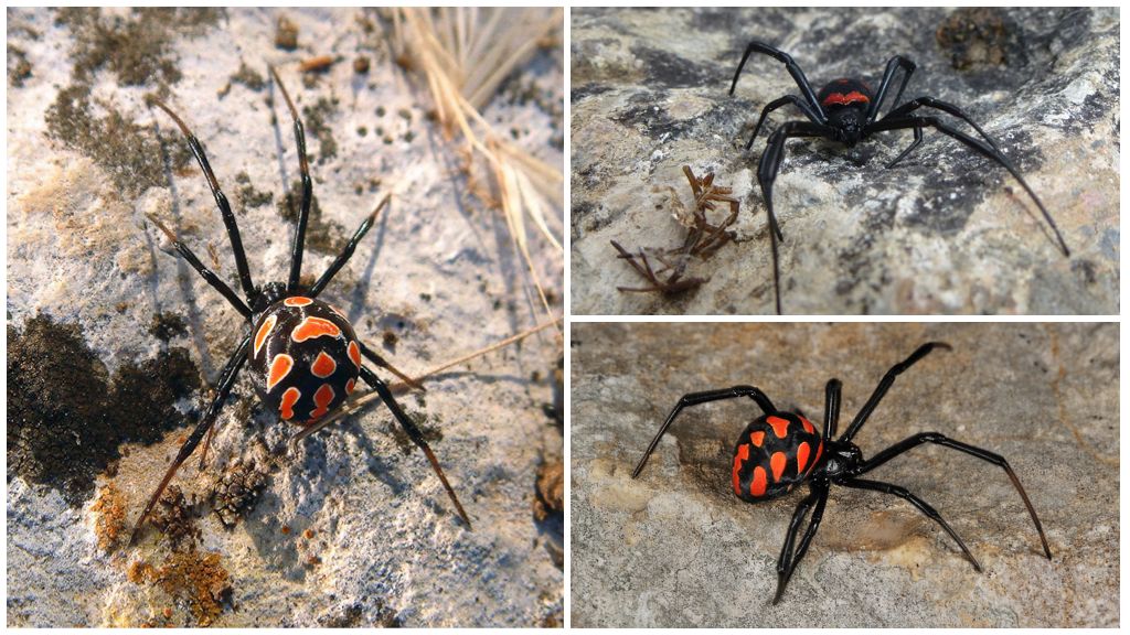Kazahstānas zirnekļu apraksts un fotogrāfijas