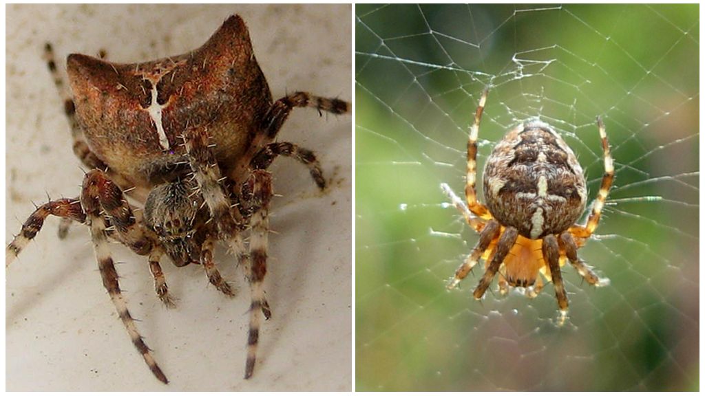 Aranha cruz: foto e consequências após uma mordida