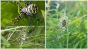 Wasp Spider veya Argiope Brunnich